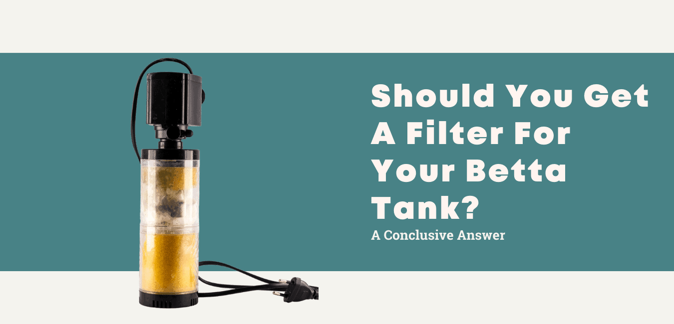Do Betta Fish Tanks Need Filters? | A Definitive Answer
